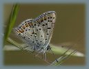 Heodes tityrus fem 18-04-26'