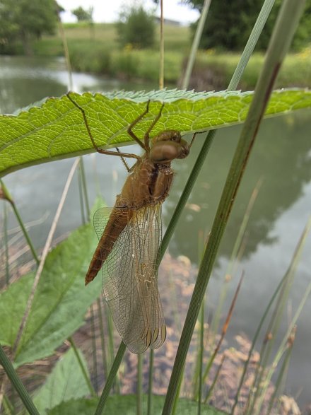 Crocothemis erythraea
