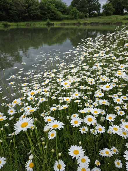 Leucanthèmes, c'est beau...