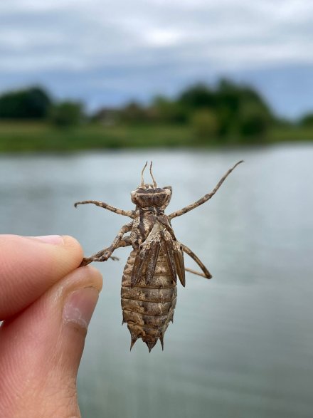 Epitheca bimaculata exuvie 