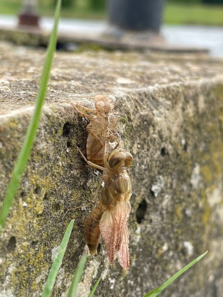 Émergence de Crocothemis erythraea