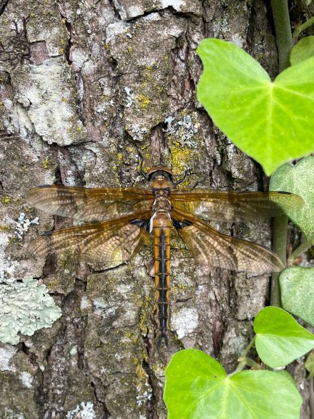 Epitheca bimaculata