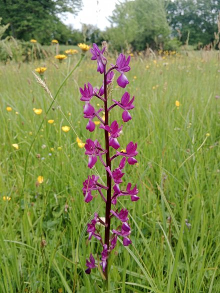 Anacamptis laxiflora