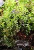 Plagiomnium affine (feuilles arrondies) et Kindbergia praelonga (...)